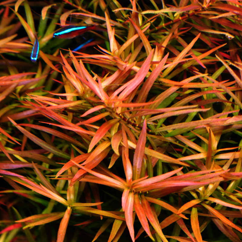 Ludwigia arcuata