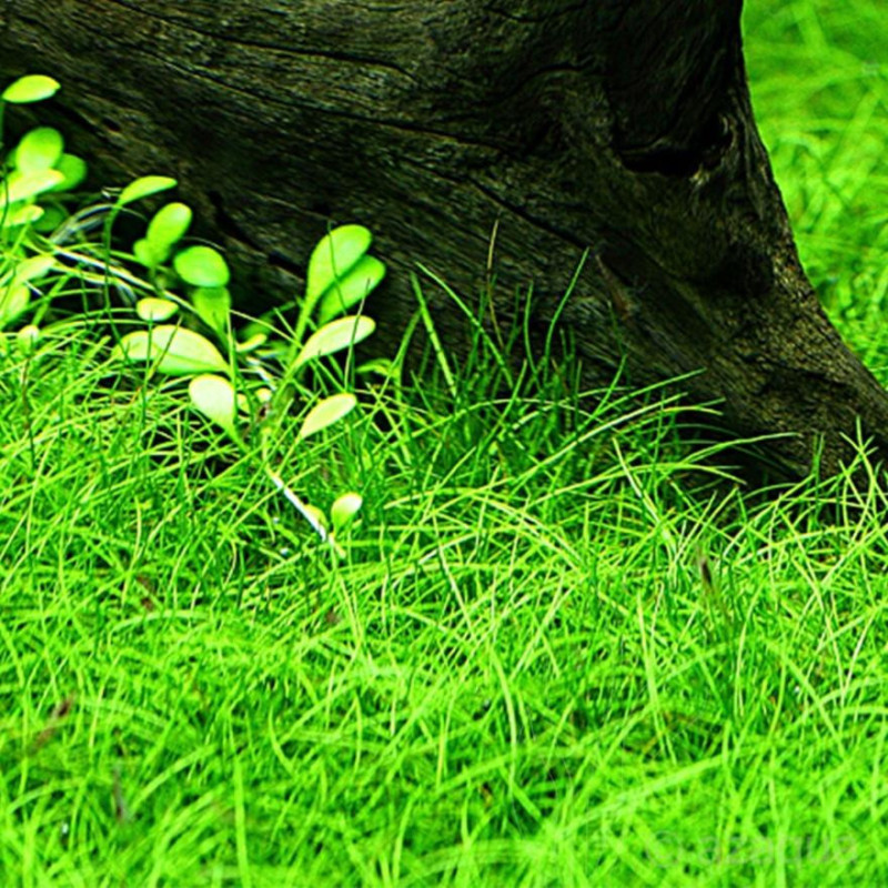 Eleocharis parvula 'Mini'