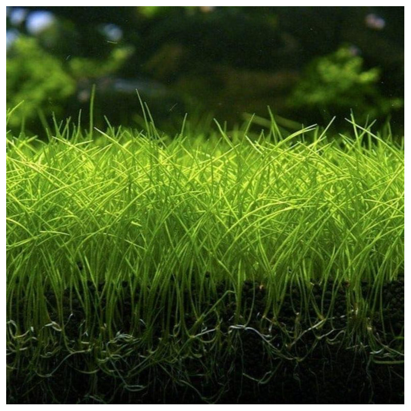 Eleocharis parvula 'Mini'