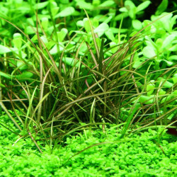 Echinodorus tenellus / Helanthium tenellum Echinodorus tenellus / Helanthium tenellum