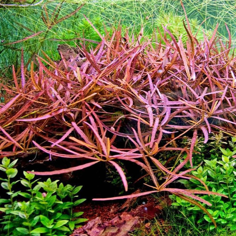 Hygrophila polysperma sp. Tiger