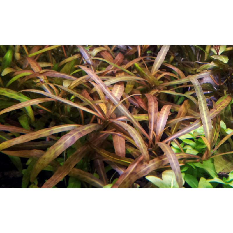 Hygrophila polysperma sp. Tiger
