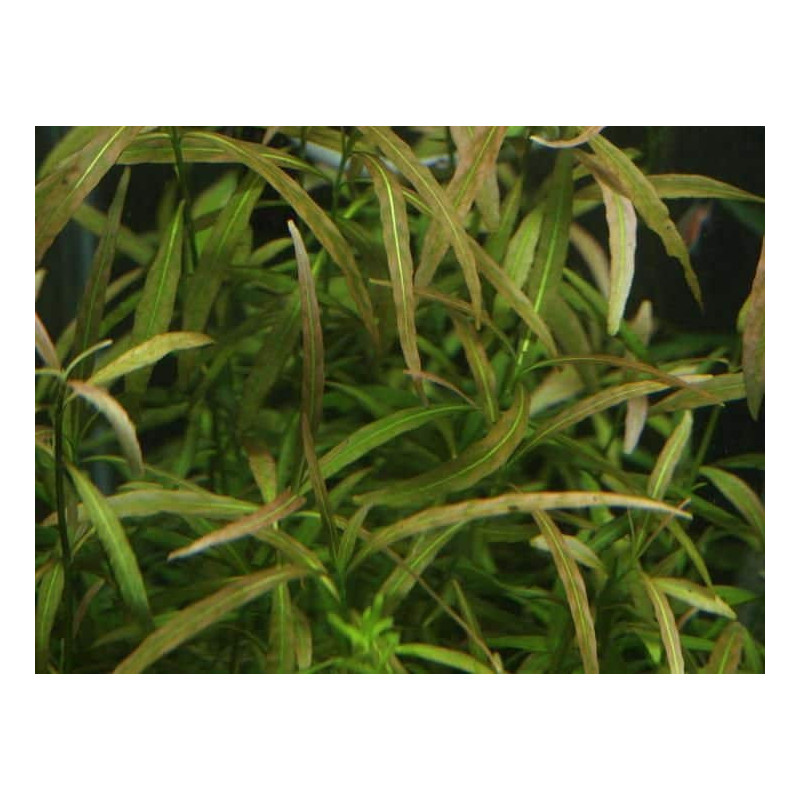 Hygrophila polysperma sp. Tiger Hygrophila polysperma sp. Tiger