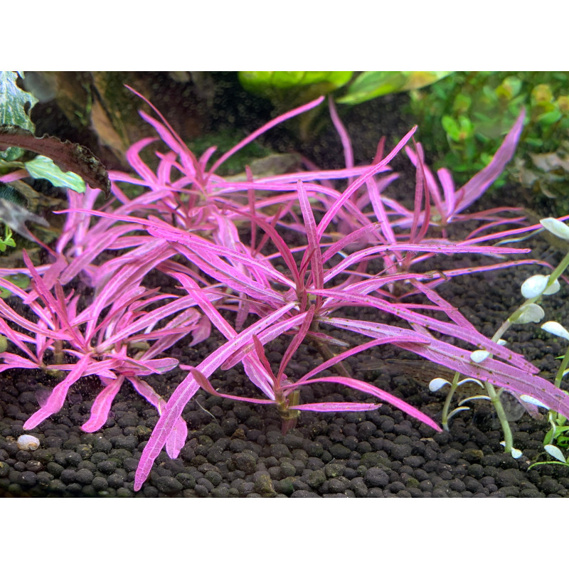 Hygrophila lancea Chai