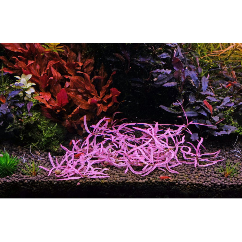 Hygrophila lancea Chai