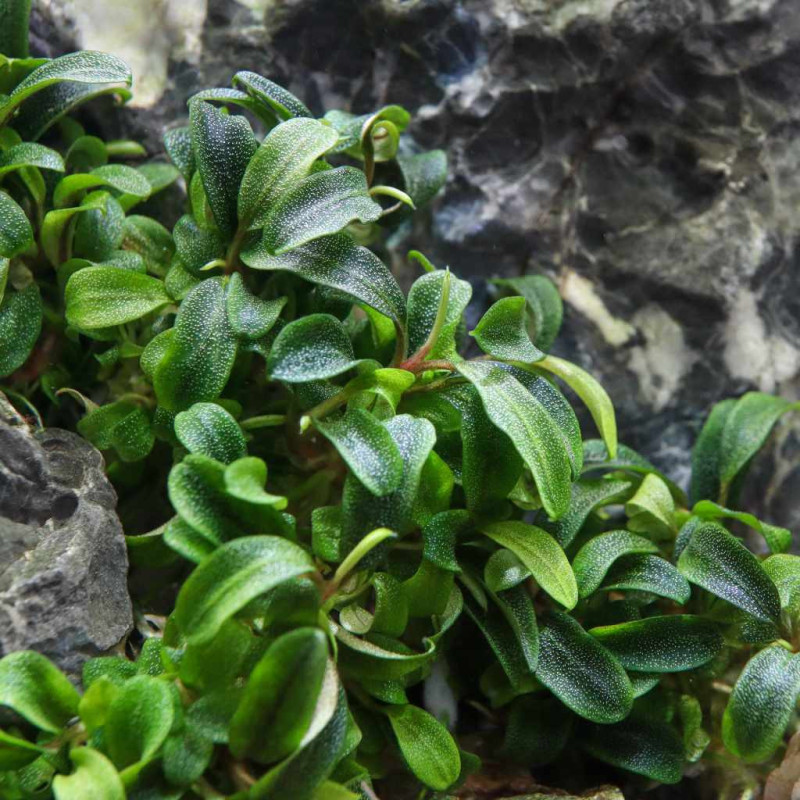 Bucephalandra sp. Needle Leaf - AquaOrinoco