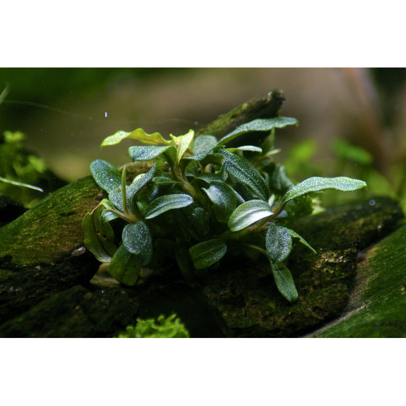 Bucephalandra sp. Needle Leaf - AquaOrinoco