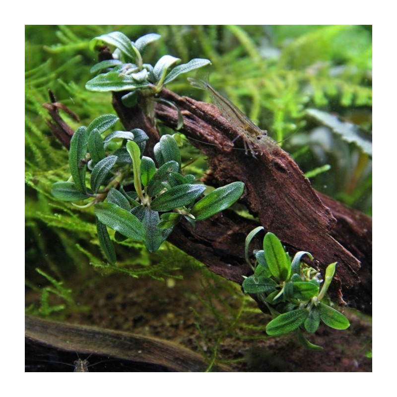 Bucephalandra sp. Needle Leaf - AquaOrinoco