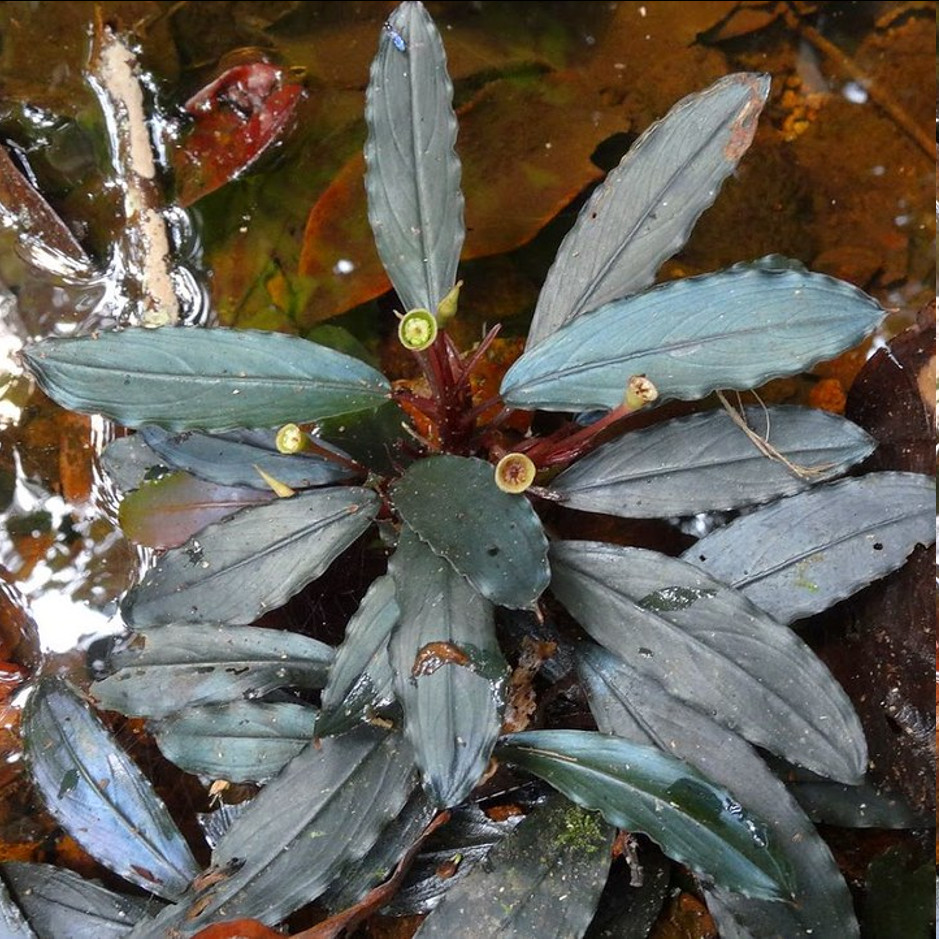 水草 Bucephalandra sp Red Ulysses Bucephalandra sp. 'Red'