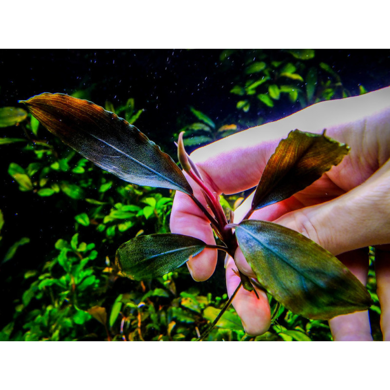 Bucephalandra sp. Ulysses