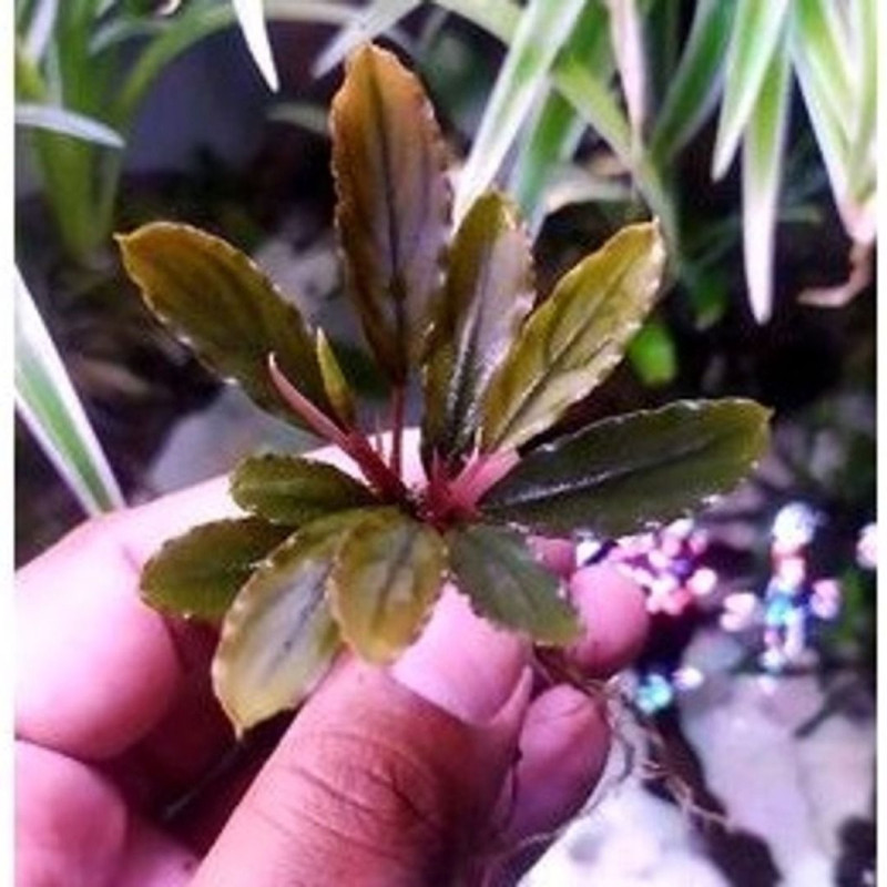 Bucephalandra sp. Ulysses