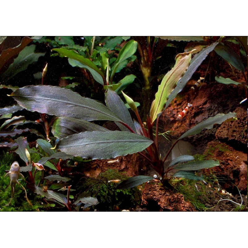 Bucephalandra sp. Ulysses