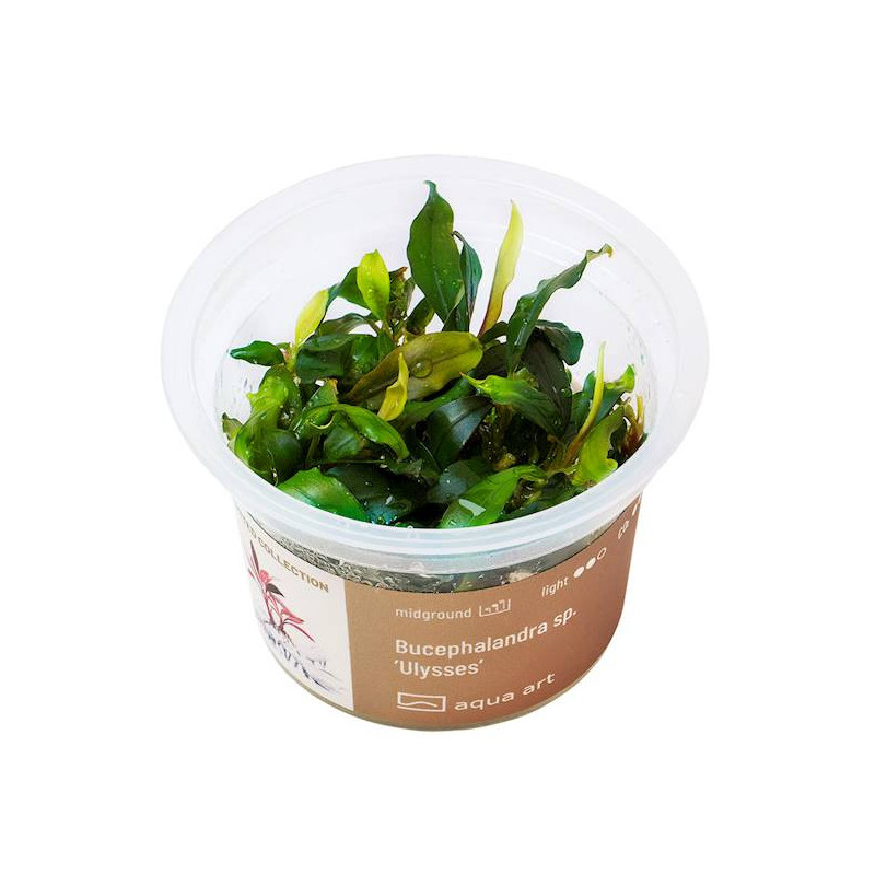 Bucephalandra sp. Ulysses