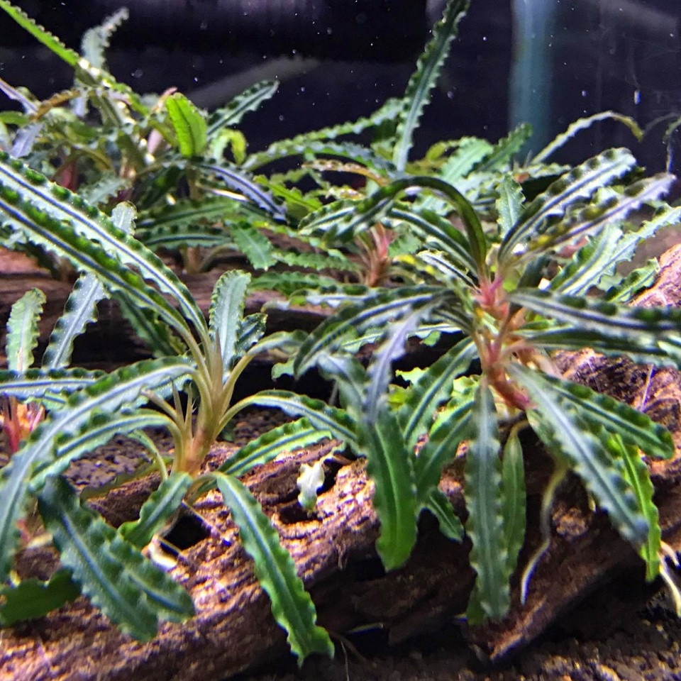 Bucephalandra sp. Aqua Artica - AquaOrinoco