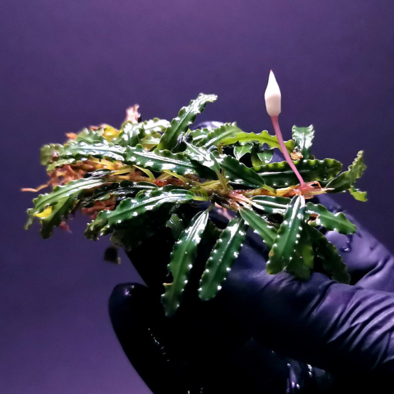 Bucephalandra sp. Aqua Artica