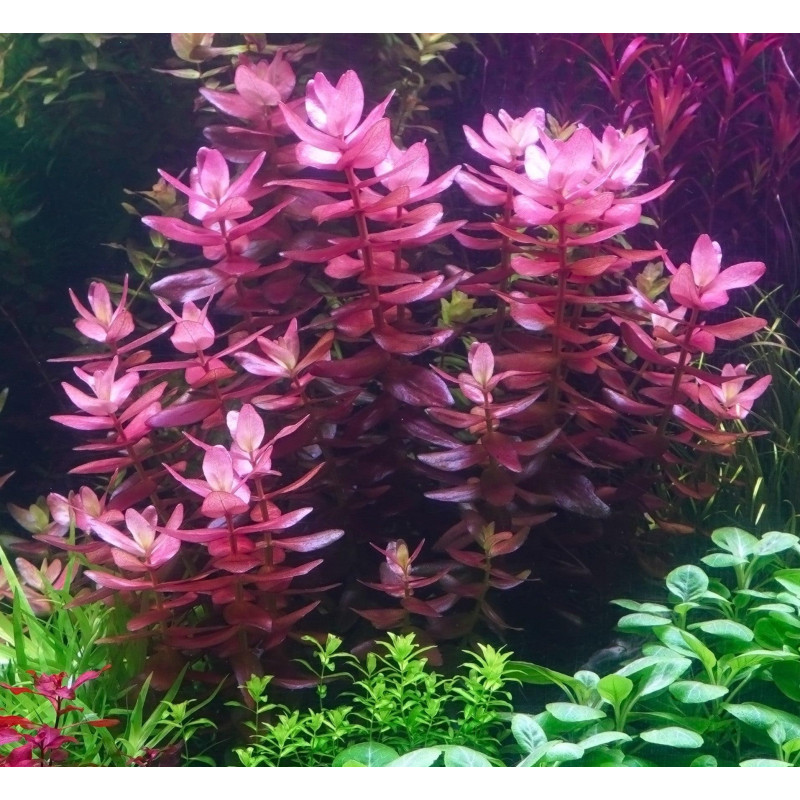 Bacopa salzmannii Purple