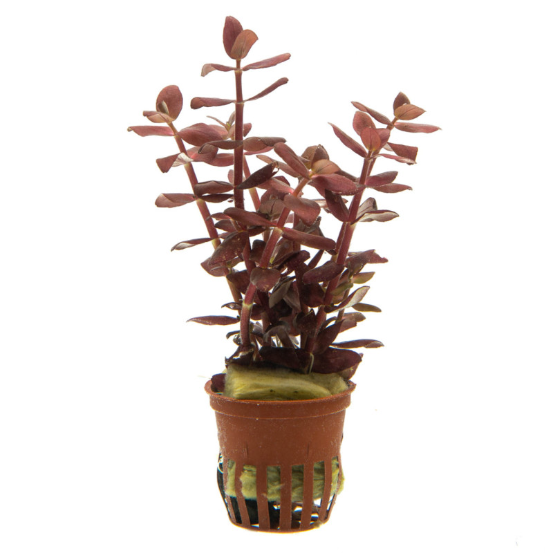 Bacopa salzmannii Purple