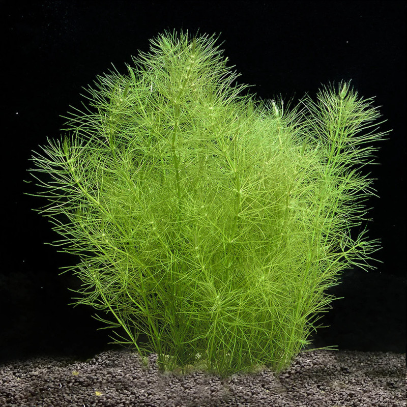 Bacopa myriophylloides