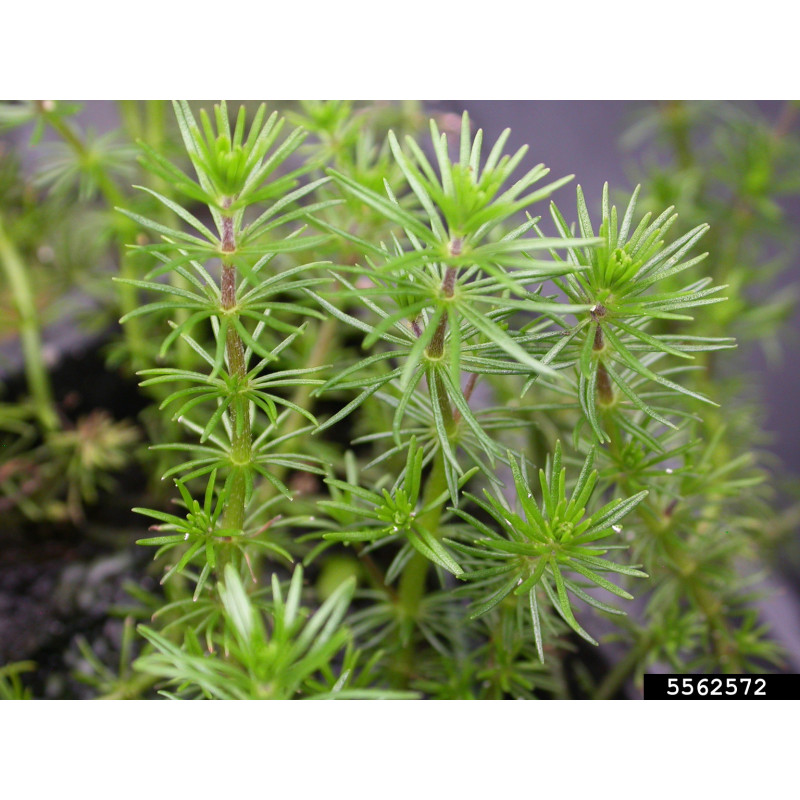 Bacopa myriophylloides