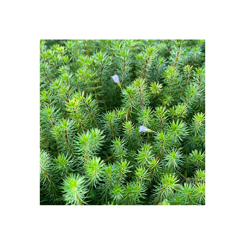 Bacopa myriophylloides