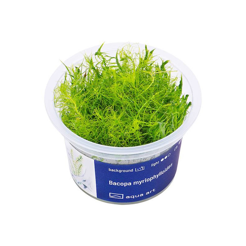 Bacopa myriophylloides