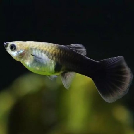 Guppy Dumbo Platinum Red Mosaic - Poecilia reticulata