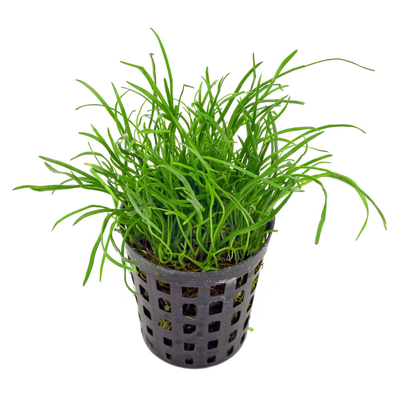 Lilaeopsis mauritiana Dennerle