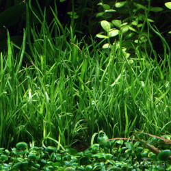 Lilaeopsis mauritiana Lilaeopsis mauritiana