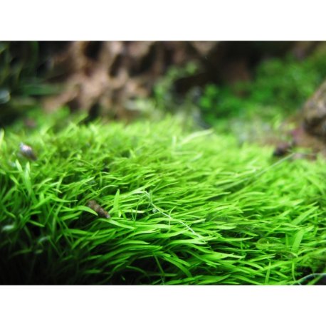 Utricularia graminifolia