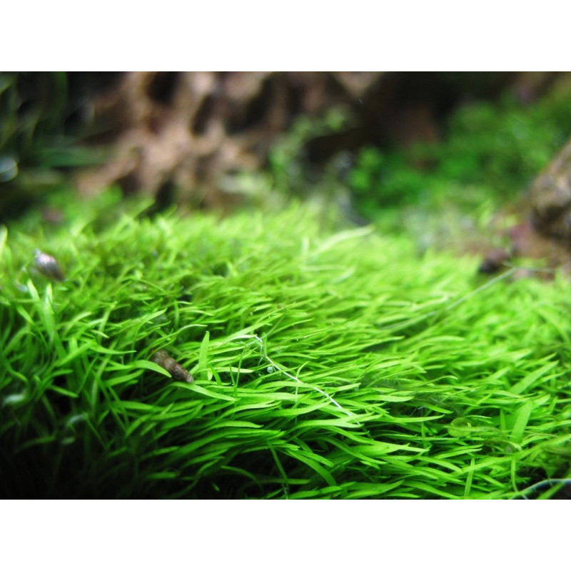 Utricularia graminifolia Utricularia graminifolia