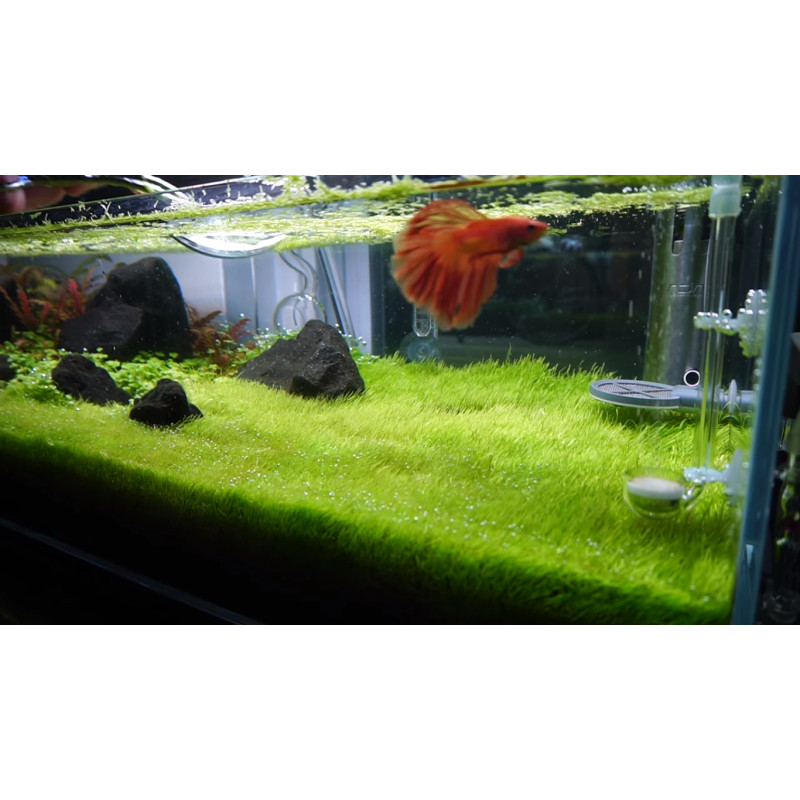 Utricularia graminifolia