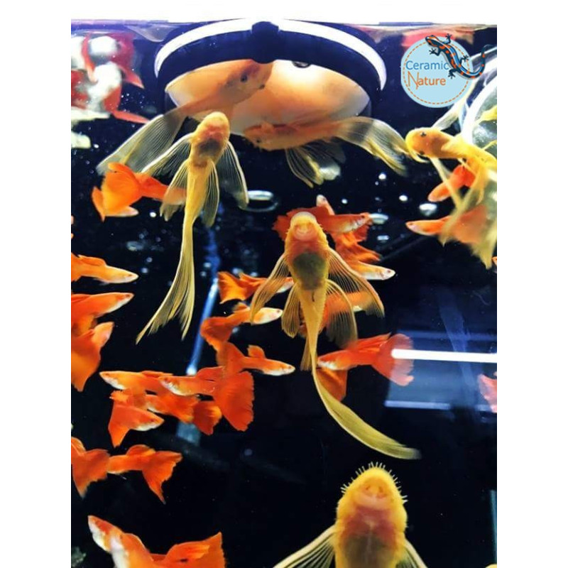Ziss Aqua SF-1 Crivo e Alimentador para Artemia