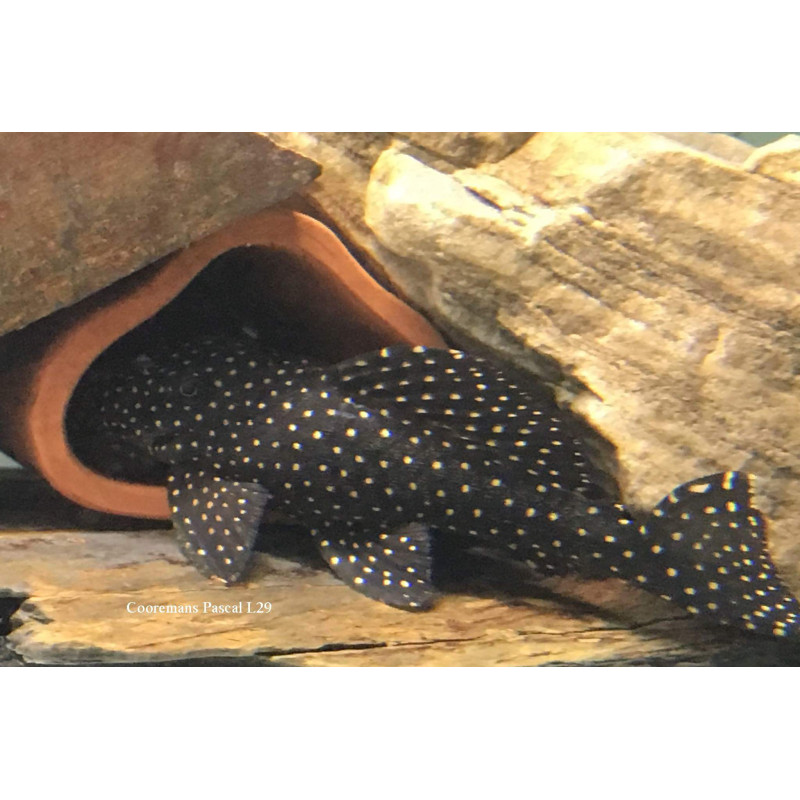 CeramicNature Toca Triangular para Reprodução