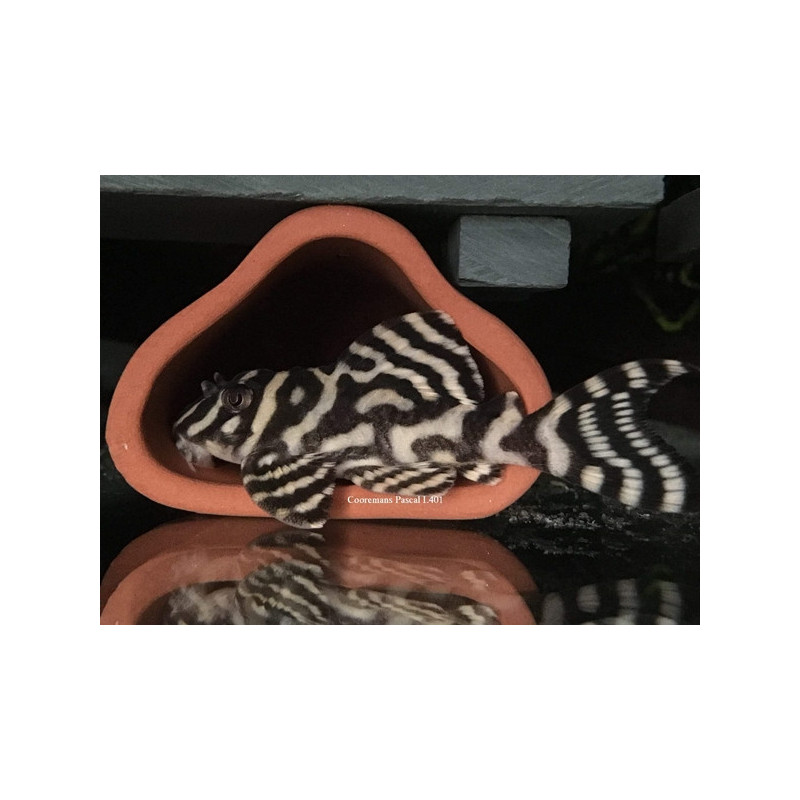 CeramicNature Toca Triangular para Reprodução