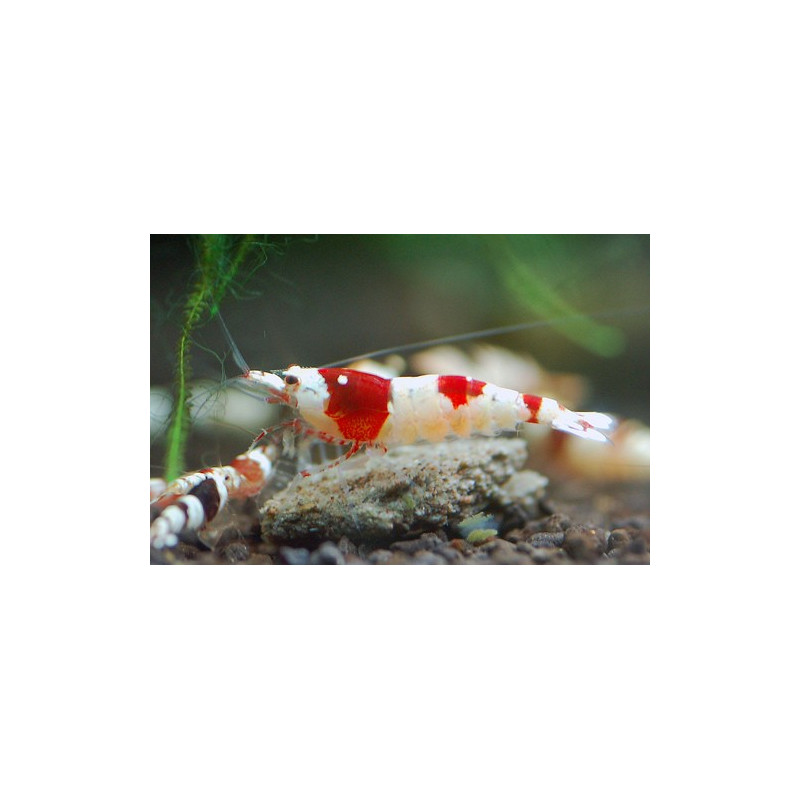 Crystal Red shrimp (Caridina cf. cantonensis)