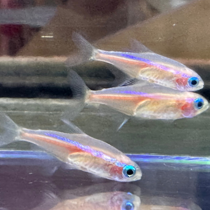 Neon Tetra Amarillo - Paracheirodon innesi