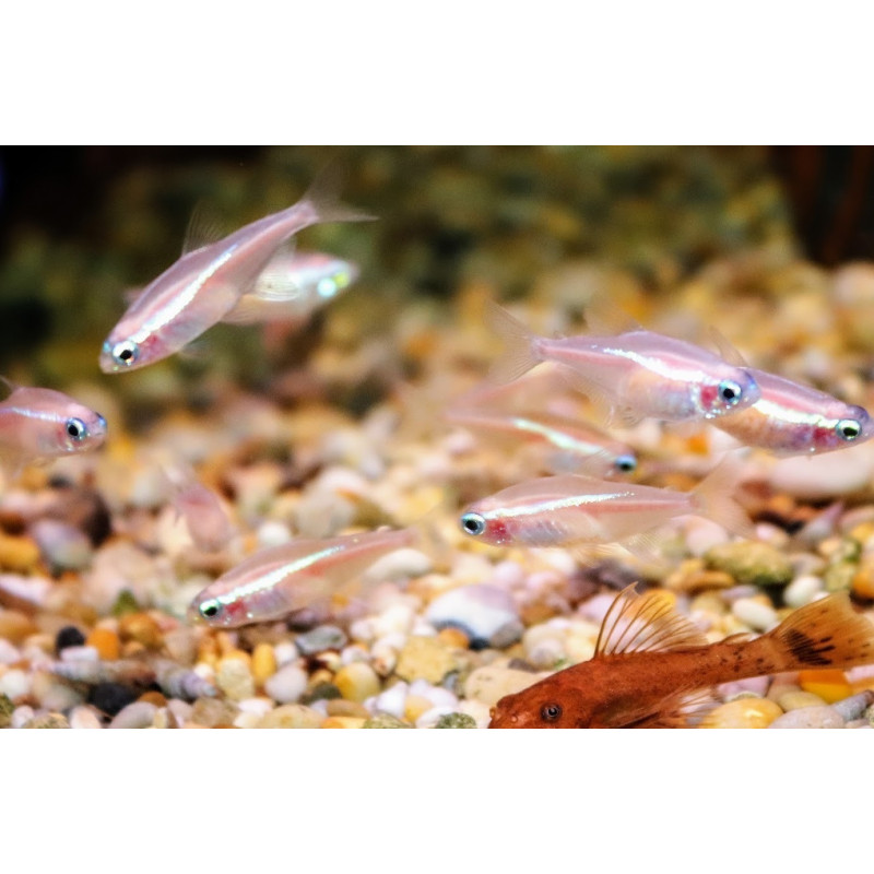 Yellow Neon Tetra - Paracheirodon innesi Yellow Neon Tetra - Paracheirodon innesi
