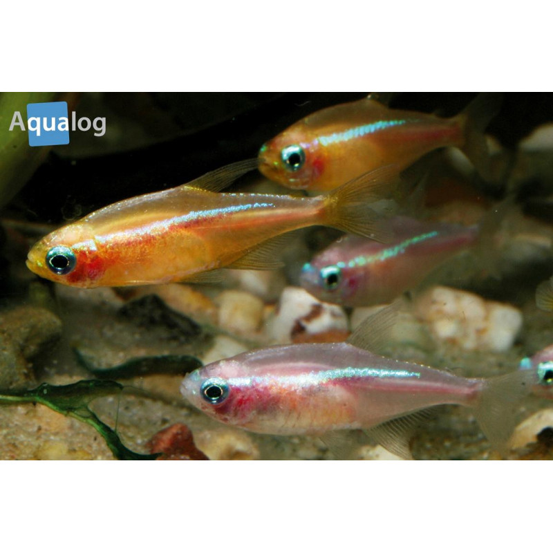 Neon Tetra Amarillo - Paracheirodon innesi