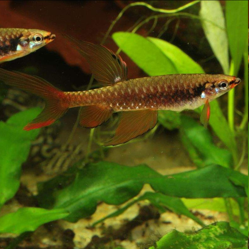 Yellow Neon Tetra - Paracheirodon innesi