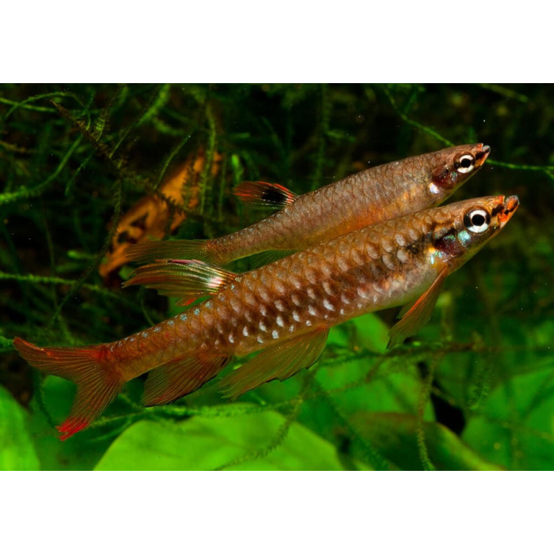 Tetra Splash - Copella arnoldi