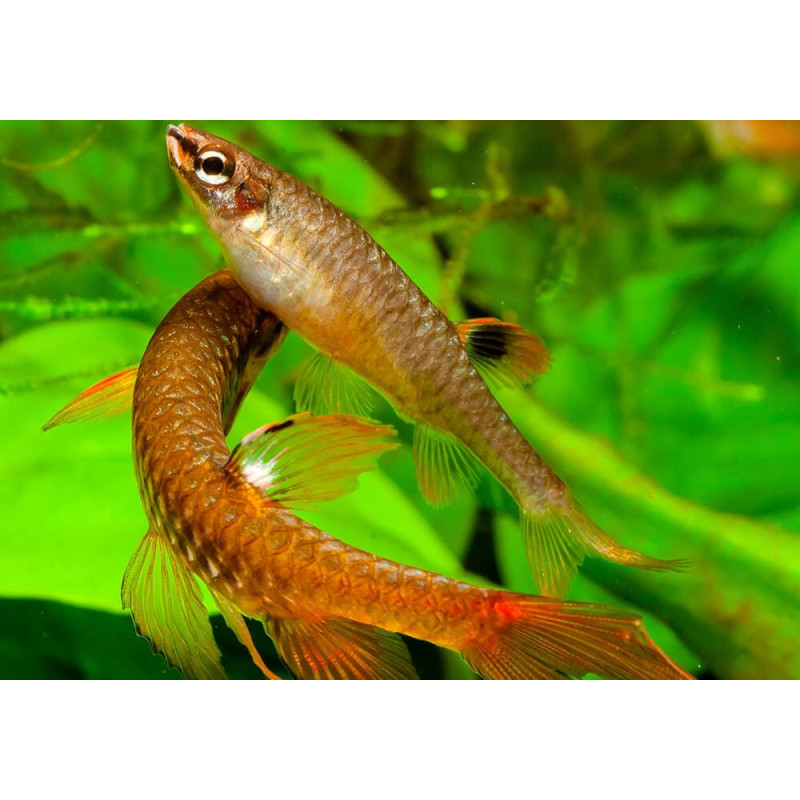 Yellow Neon Tetra - Paracheirodon innesi