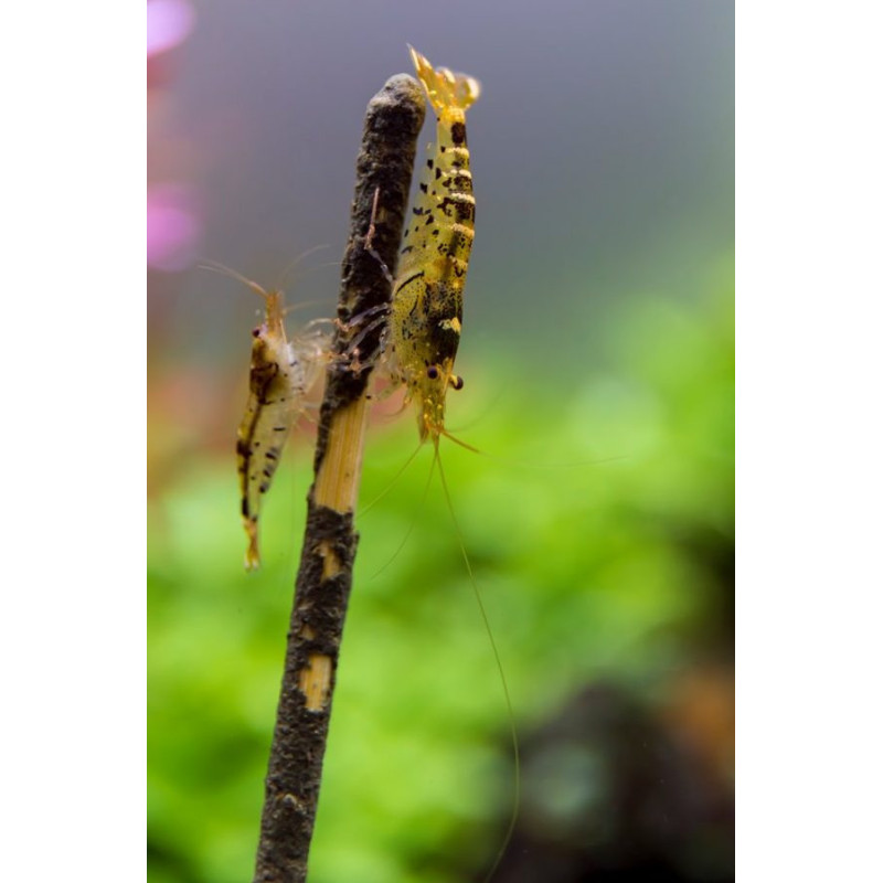 CeramicNature Shrimpstick Algae and Veggetables CeramicNature Shrimpstick Algae and Veggetables