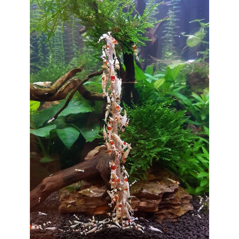 CeramicNature Shrimp Stick Spinach