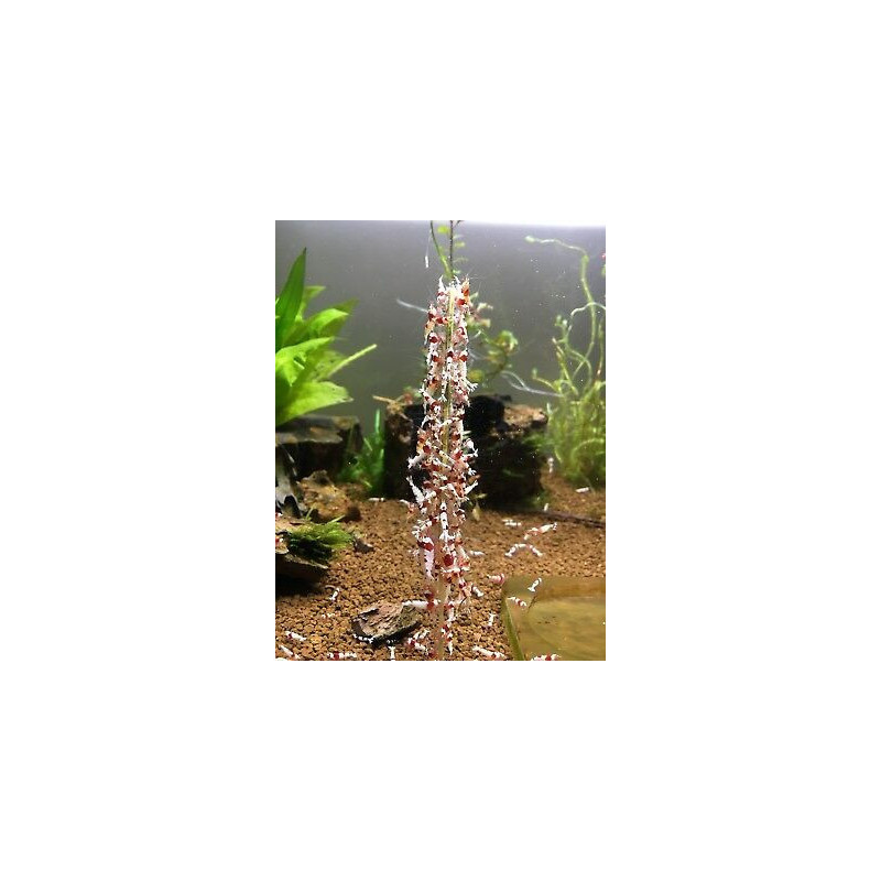CeramicNature Shrimp Sticks Mix 10 pcs CeramicNature Shrimp Sticks Mix 10 pcs