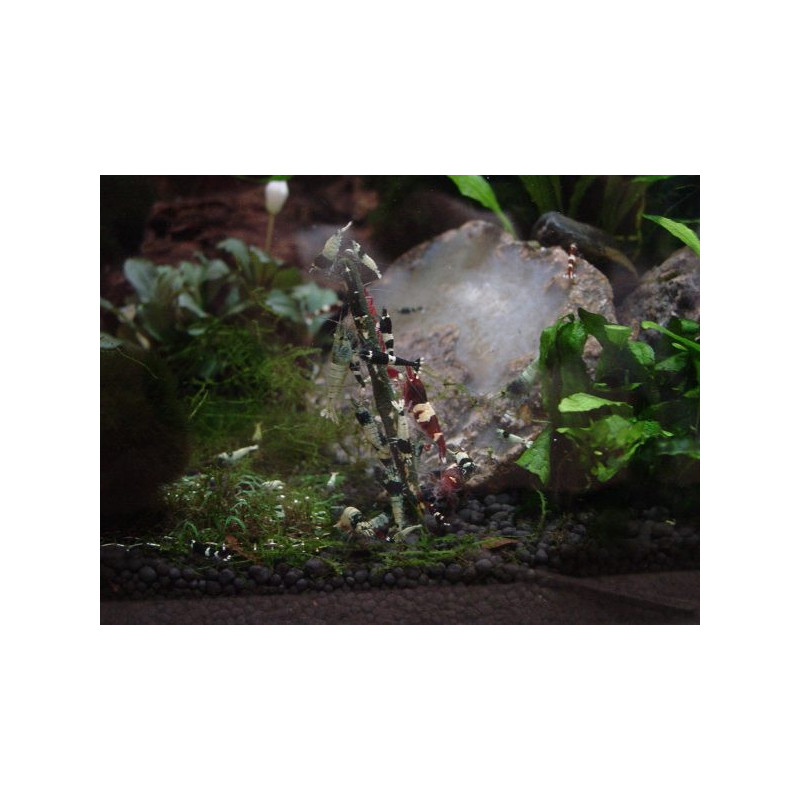 Mix de pausinhos para camarões