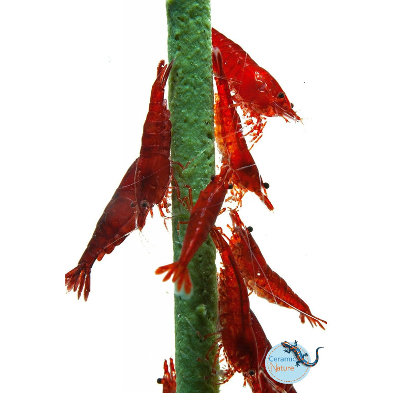 CeramicNature Shrimpstick Spinach CeramicNature Shrimpstick Spinach