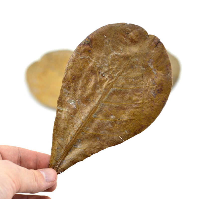 Hoja de Catappa Mediana CeramicNature 15-20cm