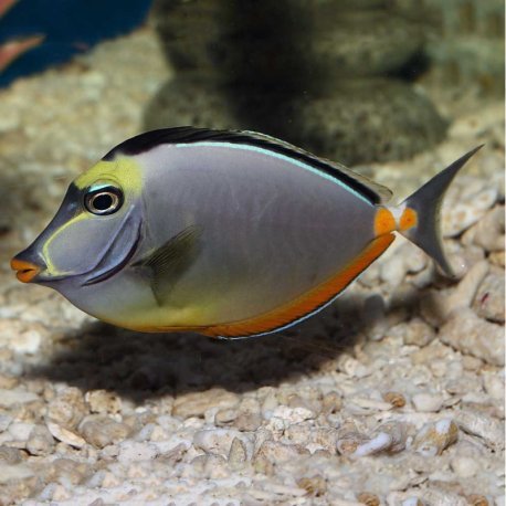 Naso lituratus - Orangespine Naso