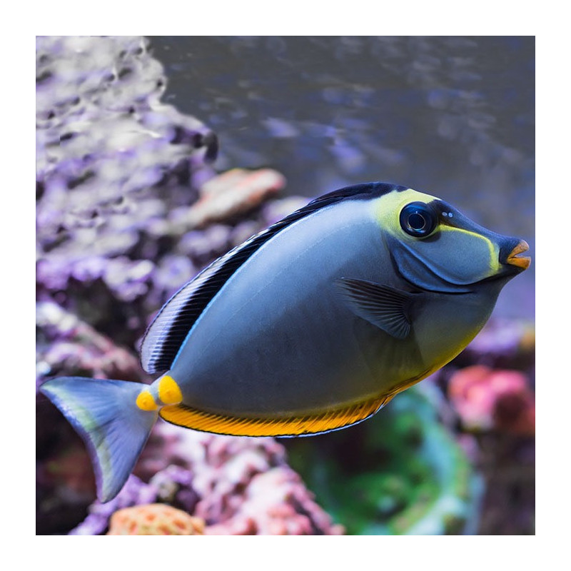 Naso lituratus - Orangespine Naso