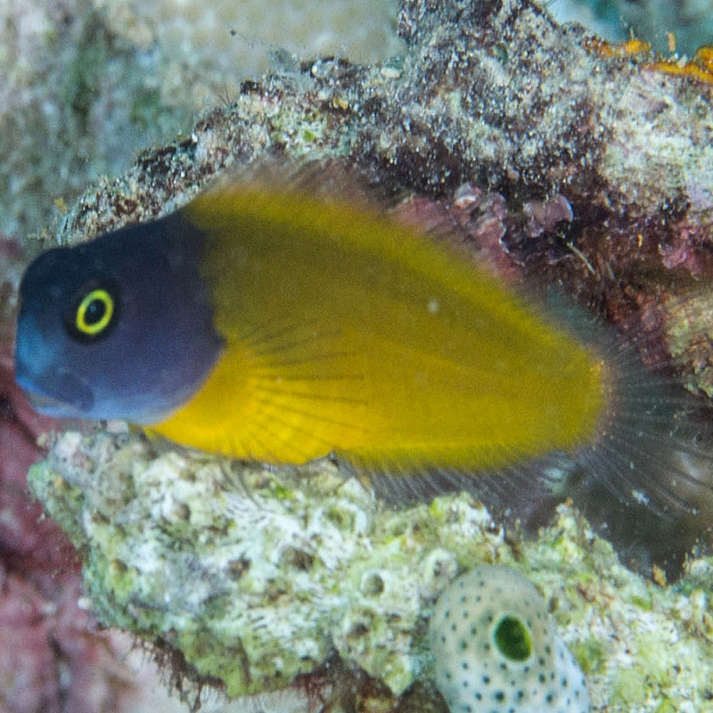 Ecsenius lividanalis - Blue-head Blenny